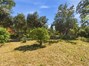 Fruit Trees