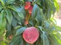 Peach Tree