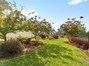 Beautiful mature "smoke trees" - gorgeous flowering trees