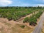 4.5 acre almond orchard
