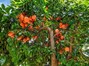 Citrus trees