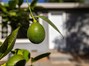 A little taste of California living with your very own fruit-bearing citrus tree!