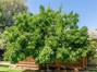 Orange Tree