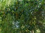 Peach Tree