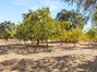 Fruit Orchard