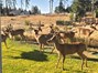 View of lush green grass in backyard with local visitors.