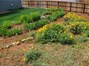 View of lush green grassy area in backyard with poppies, irises, & fig tree.