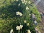Daffodils border the property