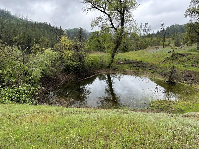 Pond